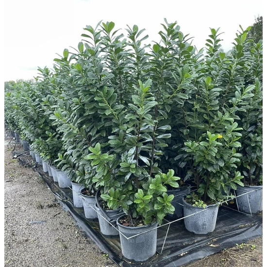 Közönséges babérmeggy   PRUNUS LAUROCERASUS NOVITA 125/150 K18