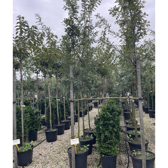 Csertölgy QUERCUS CERRIS T200 8/10 K45