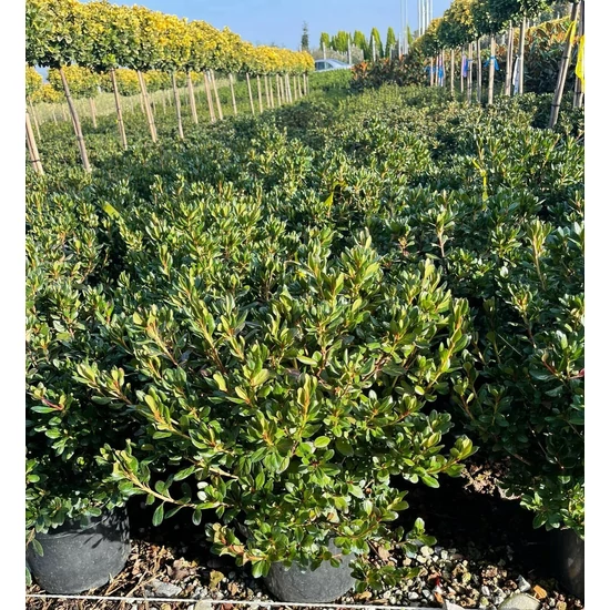 Japán azálea        AZALEA JAPONICA 20/40 K9