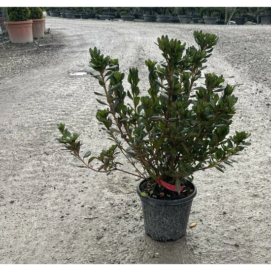 Japán azálea        AZALEA JAPONICA K3