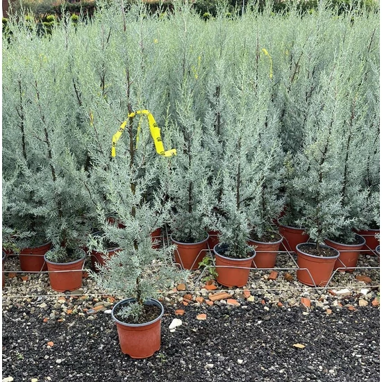 Oszlopos, kék arizoniai ciprus CUPRESSUS ARIZONICA FASTIGIATA 100/120 K3