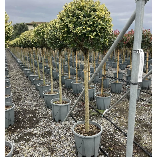 Aranytarka télizöld fagyal LIGUSTRUM OVALIFOLIUM AUREUM T1/2 K18