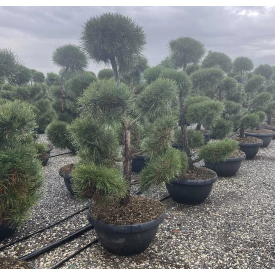 Erdeifenyő PINUS SYLVESTRIS BONSAI 150/175 K65