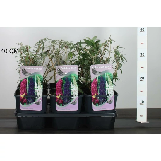 Nyári orgona BUDDLEJA DAVIDII TRICOLOR K2
