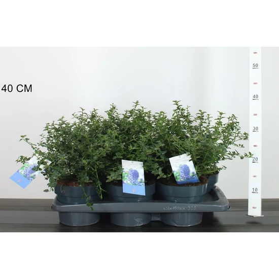 Kék táskavirág CEANOTHUS THYRSIFLORUS REPENS 25/+ K2