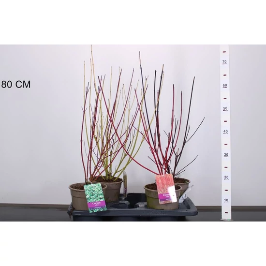 Som fajták CORNUS FAJTÁK 50/60 CS17