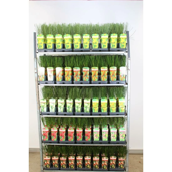 Korai zanót   CYTISUS FAJTÁK 30/35 CS14