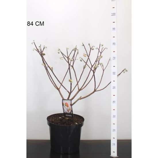 Papírcserje    EDGEWORTHIA CHRYSANTHA RED DRAGON 40/60 K10