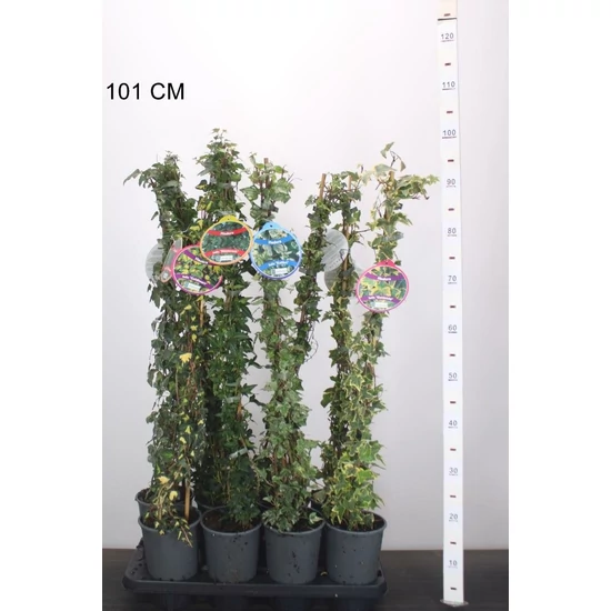 Közönséges borostyán  HEDERA HELIX FAJTÁK 80/100 K2