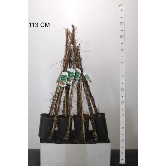 Repkény vadszőlő   PARTHENOCISSUS TRICUSPIDATA VEITCHII 80CM K2