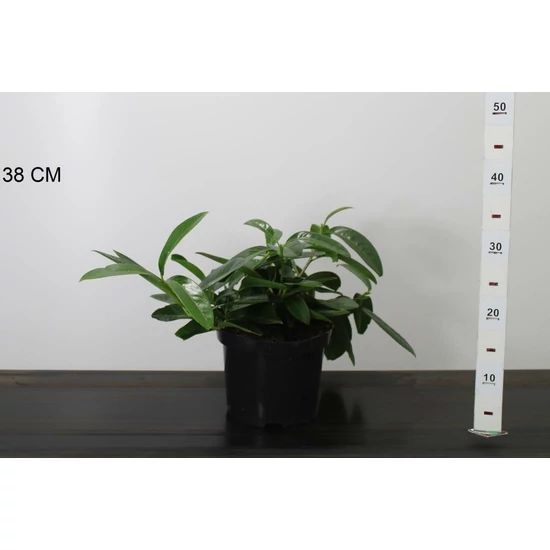Közönséges babérmeggy  PRUNUS LAUROCERASUS MOUNT VERNON 30CM K3