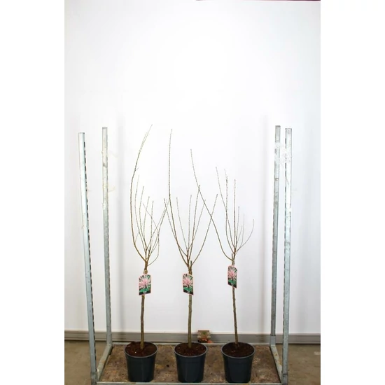 Babarózsa   PRUNUS TRILOBA T60 CS24