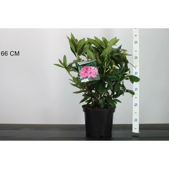 Havasszépe   RHODODENDRON COSMOPOLITAN 30/40 K5