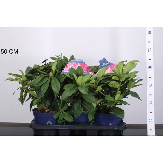 Havasszépe   RHODODENDRON XXL 35/45 CS19