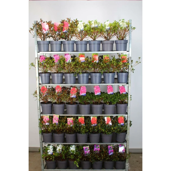 Azálea AZALEA MIX 30/35 K3