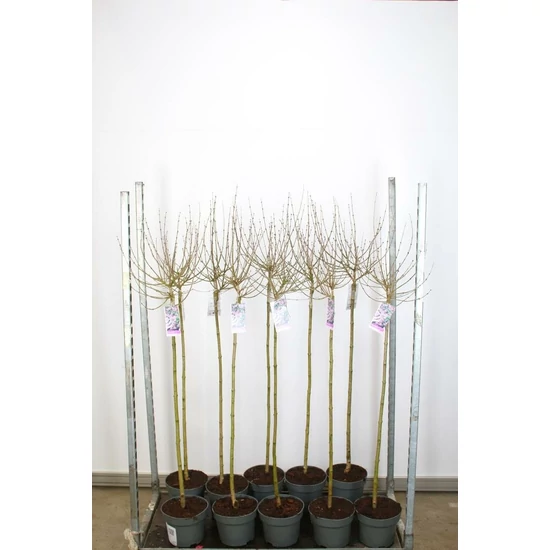 Törpe orgona SYRINGA MEYERI PALIBIN T100 K5