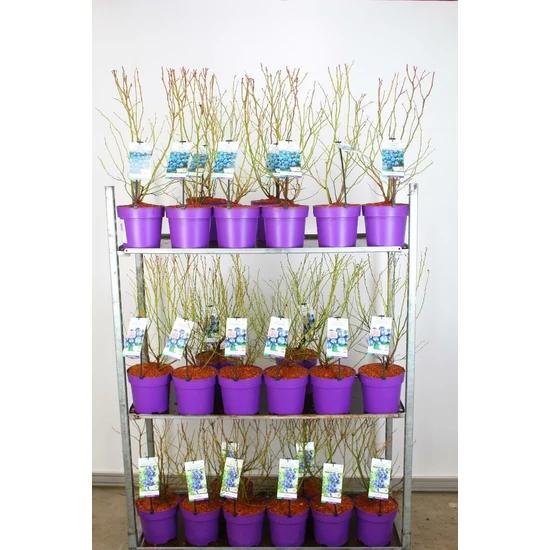 Kék áfonya VACCINIUM CORYMBOSUM HORTBLUE POPPINS 40/60 K5