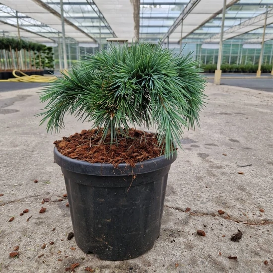 Törpe atlasz cédrus  CEDRUS LIBANI HEDGEHOG 25/30 K6