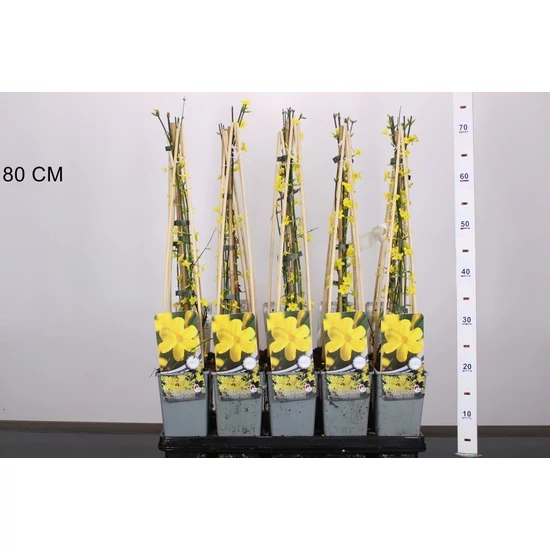 Téli jázmin JASMINUM NUDIFLORUM 60/80 K2