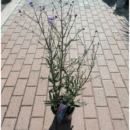 Ernyős verbéna, vasfű  VERBENA BONARIENSIS LOLLIPOP CS17