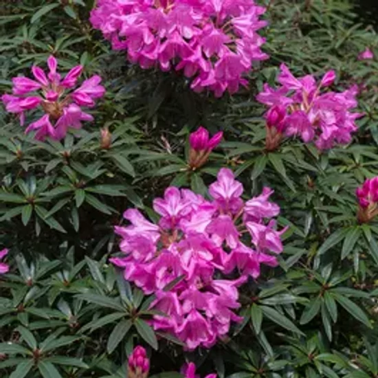 Havasszépe  RHODODENDRON GRAZIELLA 60/70 K12