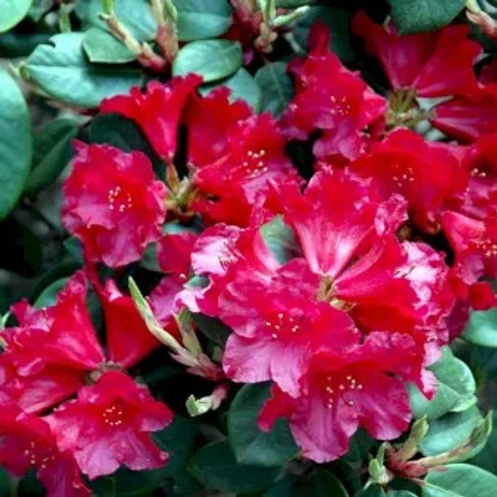 Havasszépe    RHODODENDRON TROMBA 40/50 K7,5