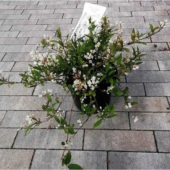 Gyöngyvirágcserje    DEUTZIA NIKKO 20/30 CS19