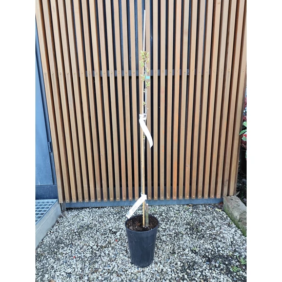 Pekándió CARYA ILLINOIN DESIRABLE 80/100 K3 