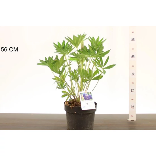 Csillagfürt   LUPINUS FAJTÁK CS19