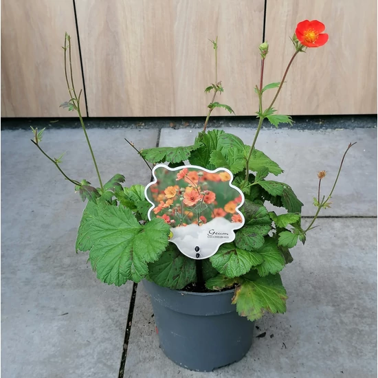 Gyömbérgyökér  GEUM COCCINEUM COI CS17