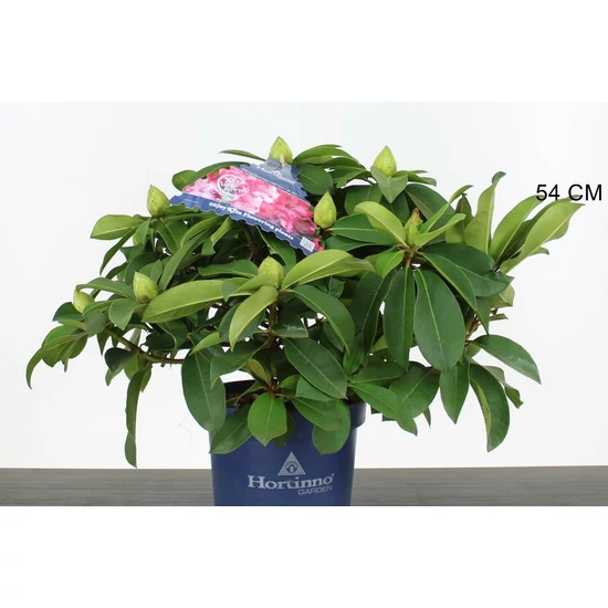 Havasszépe    RHODODENDRON XXL 50/60 CS23