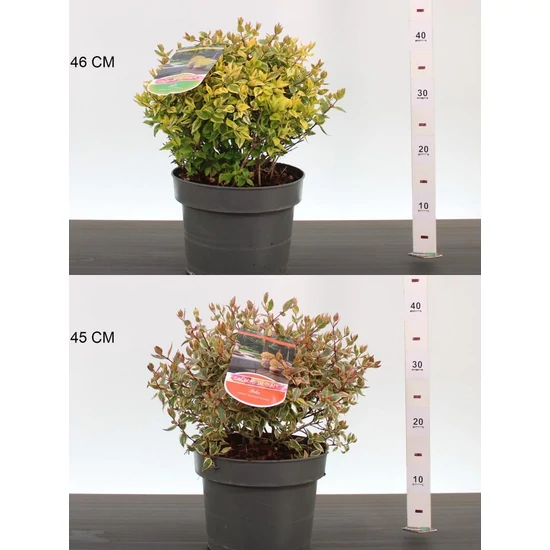 Nagyvirágú tárnicslonc     ABELIA GRANDIFLORA MIX 20/25 K5