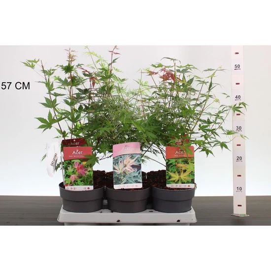 Japán juhar    ACER PALMATUM FAJTÁK 30/40 CS15
