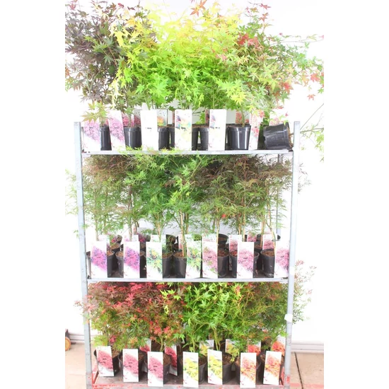 Japán juhar ACER PALMATUM FAJTÁK 40/60 K3