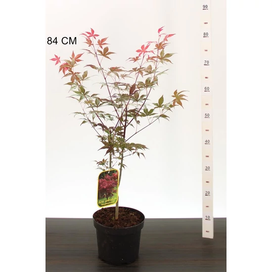 Japán juhar    ACER PALMATUM ATROPURPUREUM 50/60 K3
