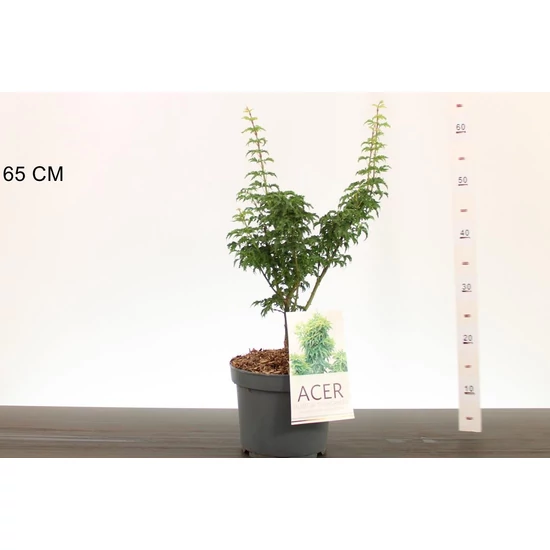 Japán juhar    ACER PALMATUM SHISHIGASHIRA 50CM K4