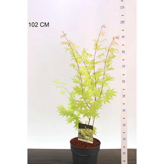 Japán juhar ACER PALMATUM SHIRASAWANUM JORDAN 40/50 K4,5