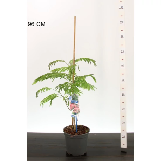 Selyemakác  ALBIZIA JULIBRISSIN OMBRELLA 40/50 CS19