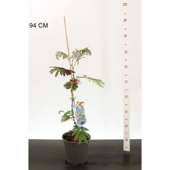 Selyemakác   ALBIZIA JULIBRISSIN SUMMER CHOCOLATE 40/50 CS19