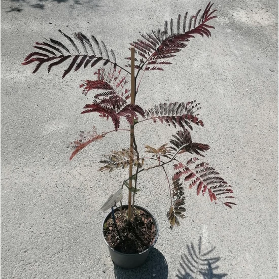 Selyemakác   ALBIZIA JULIBRISSIN SUMMER CHOCOLATE 40/50 CS19