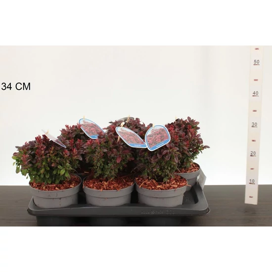 Japán vérborbolya BERBERIS THUNBERGII BAGATELLE 20/25 K2