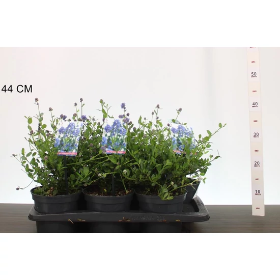 Kék táskavirág  CEANOTHUS IMPRESSUS VIKTORIA 20/25 K2