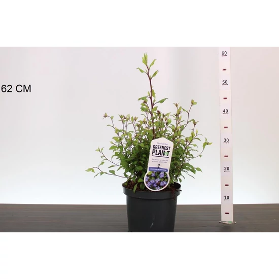 Tarackoló kékgyökér CERATOSTIGMA WILLMOTTIANUM 30/40 K3,5