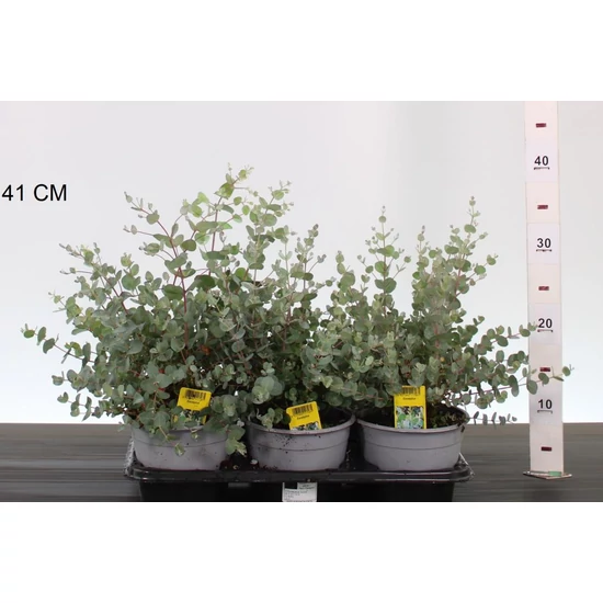 Havasi eukaliptusz    EUCALYPTUS GUNNII CS14