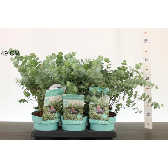 Havasi eukaliptusz    EUCALYPTUS PULVERULENTA BABY BLUE 15/20 CS15