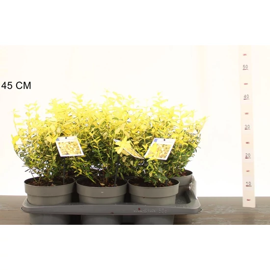 Repkény kecskerágó   EUONYMUS FORTUNEI BLONDY 20/30 CS17