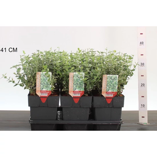 Repkény kecskerágó   EUONYMUS FORTUNEI EMERALD GAIETY 20CM K2,5
