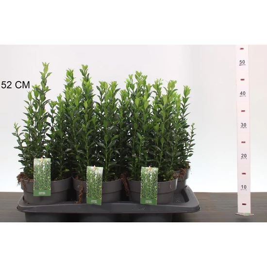 Japán kecskerágó   EUONYMUS JAPONICUS GREEN SPIRE 35/40 CS17