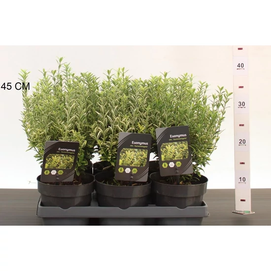 Japán kecskerágó   EUONYMUS JAPONICUS MICROPHYLLUS AUREOVARIEGATUS 20/25 CS15