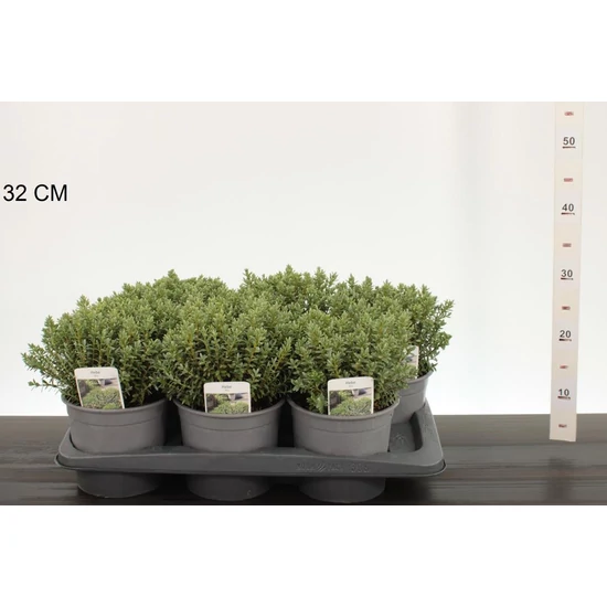 Veronika cserje   HEBE PINGUIFOLIA SUTHERLANDII K2